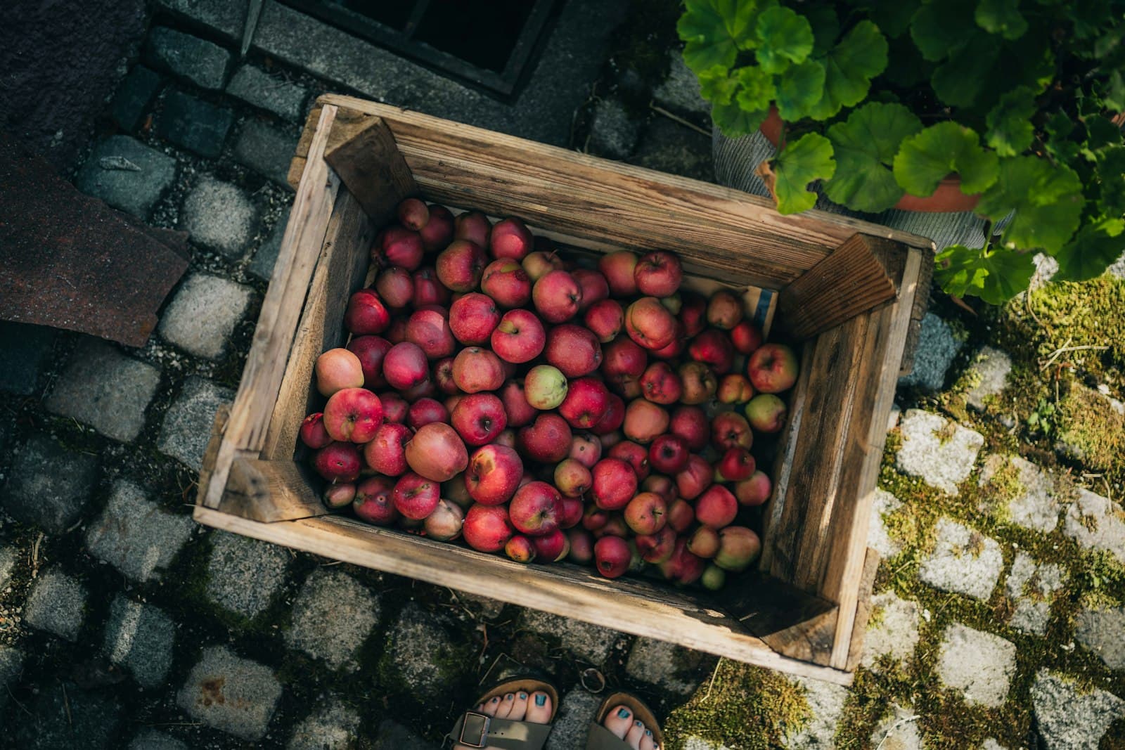 Thirty Million Kilos of Apples, Ranked by Time Left